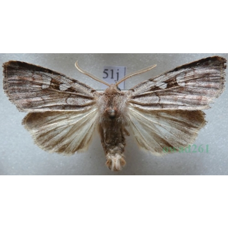 Coenophila subrosea (Stephens, 1829) Czech51j